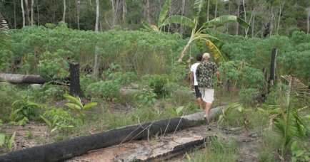Brasilien, Amazonas, avskogning, skövling