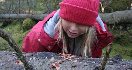 Utomhspedagogik med Skogen i skolan