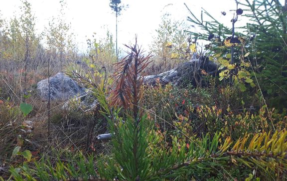 Planta sannolikt drabbad av Diplodia. Foto: Nils Frank, Skogsstyrelsen.