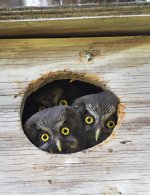 Pärluggleungar kikar ut genom öppningen i holken.