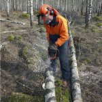 Sågar i liggande björkstam med motorsåg. 