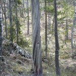 Stående låga, Tyresta.