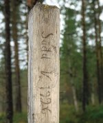 Gammal skrift i skogen