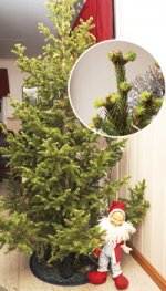 Julgran som skjutit skott