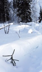 Planta i djupa skoterspår.