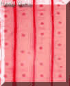 Cellens uppbyggnad Cellens uppbyggnad