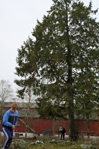 Skogens Mästare: trädmätning