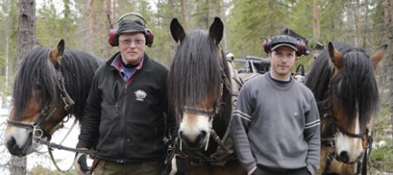Lars-Olov och Daniel Lundgren använder hästar vid förstagallringar.