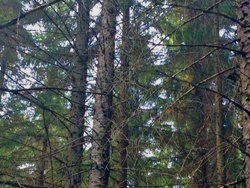 Sitkabestånd på Sperlingsholm