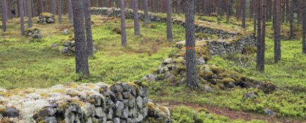 6 Den småländske bonden Sven Perssons tjugoåriga slit har lyfts fram med enkla medel. Inga yviga granar eller lövträd här inte. – Foto: Thomas Adolfsén Stenmur stenröse