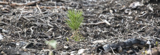 Liten planta växer efter brand.
