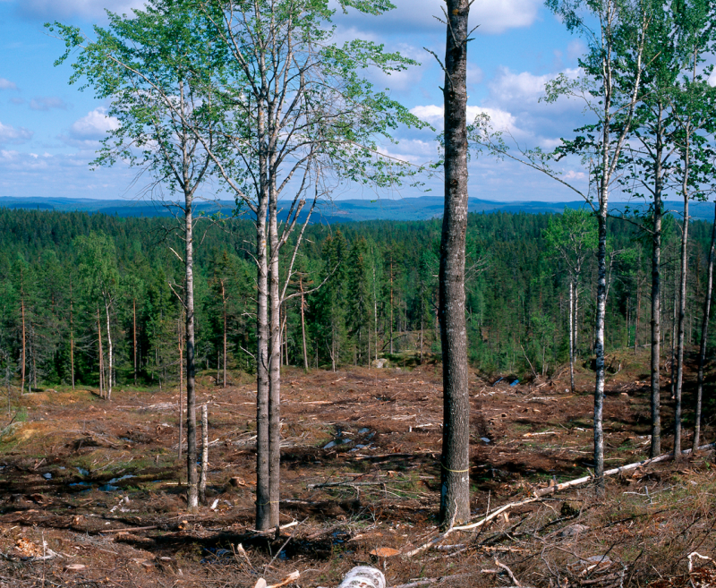 Komplexa drivkrafter bakom skogsbrukets naturvårdsåtgärder – nu syns resultaten