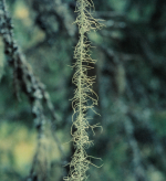 Långskägg. Fotograf: Per Simonsson