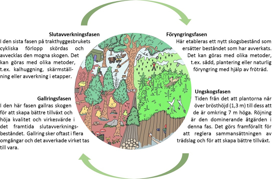Skogsbrukets cykliska förlopp