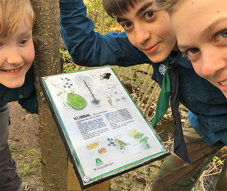Scouterna får kunskap om svenska träd genom Skogen i Skolan