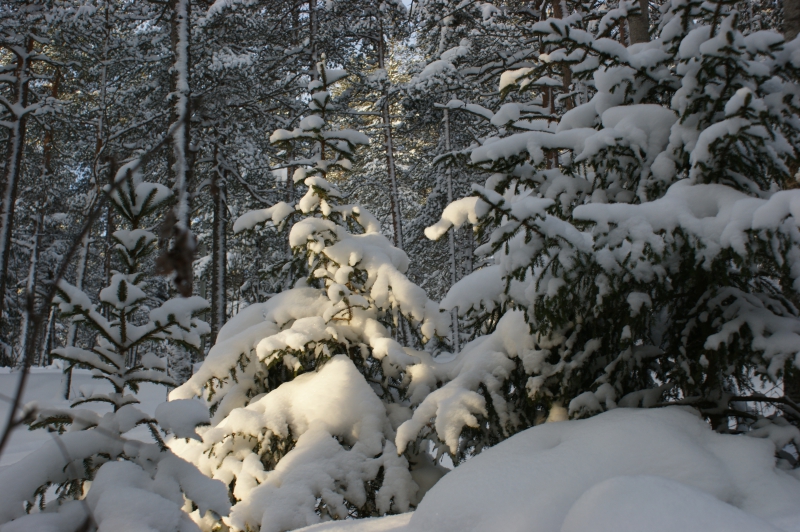 Internationella Skogsdagen idag: Hurra för skogen och utomhuspedagogiken!