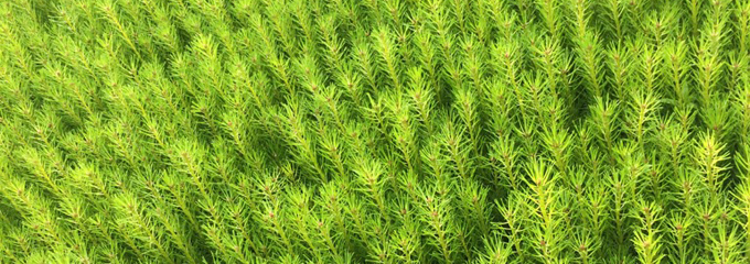 granplantor