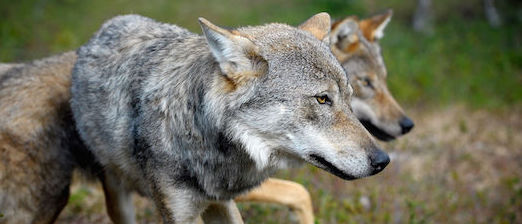 Ja och nej till vargjakt