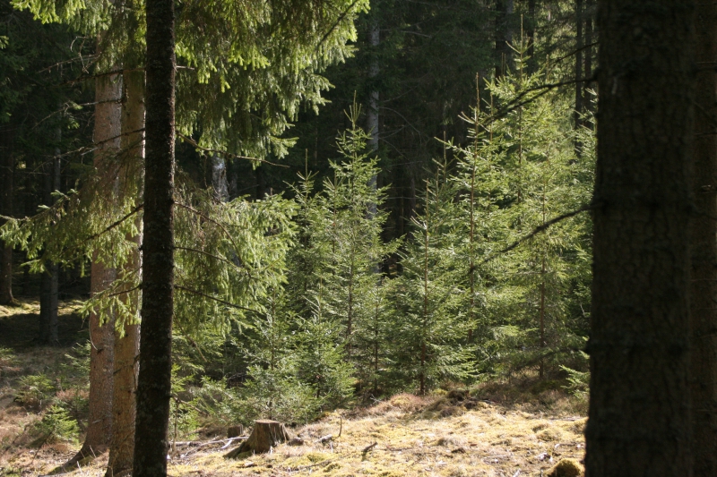 ”Skogsstyrelsen har förtroende för skogsägarna”