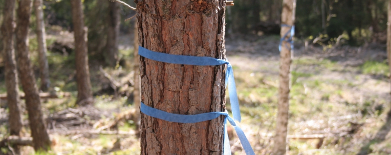 ”Hög virkesproduktion gör störst klimatnytta”
