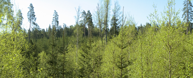 Skogsägare råds att röja