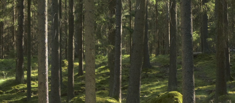 Fler arter än väntat i granskog