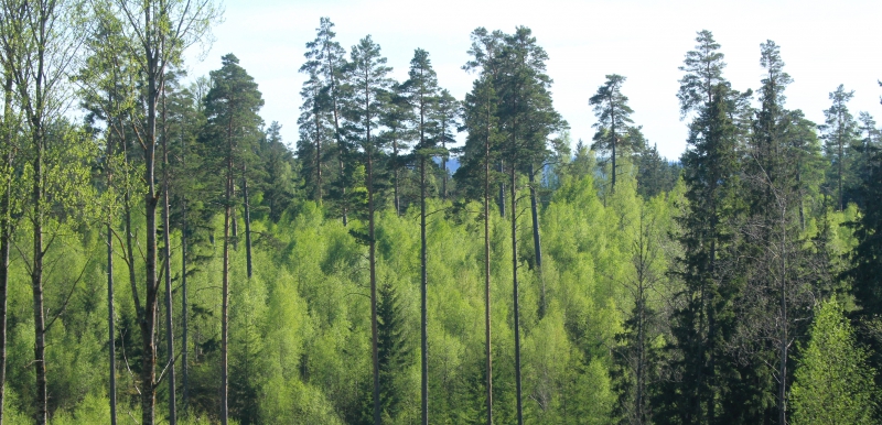 Samverkan ska öka tillväxten i skogen