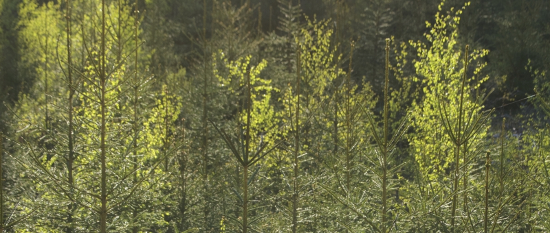 Skogsproduktionen behöver öka