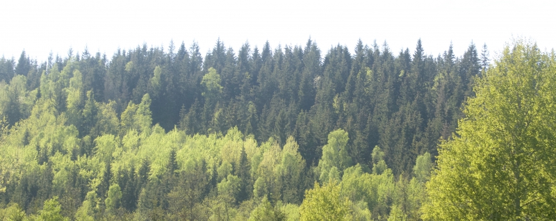 Skogsutredningen begär förlängning