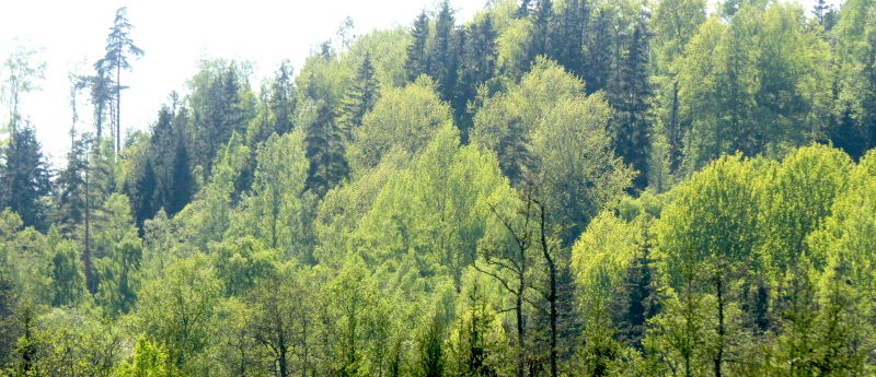 Global uppvärmning kan minska skogars klimatnytta
