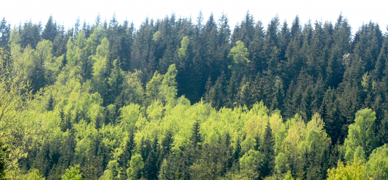 Forskning om skogen får miljoner
