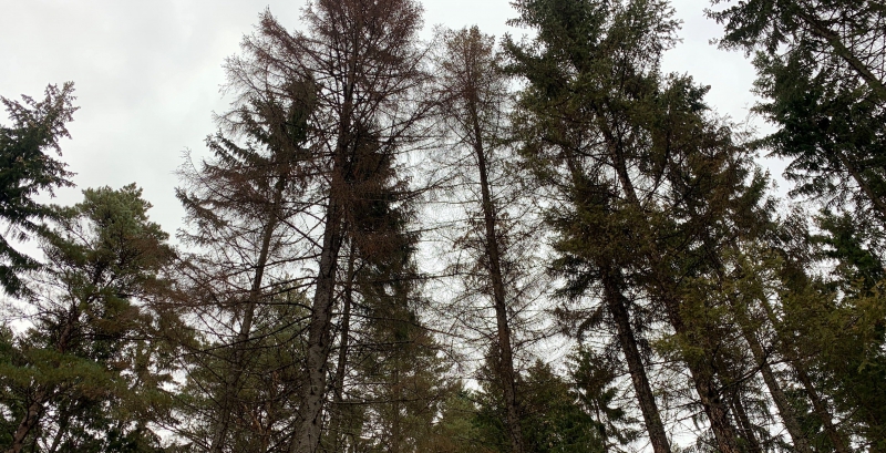Stormöte om granbarkborren
