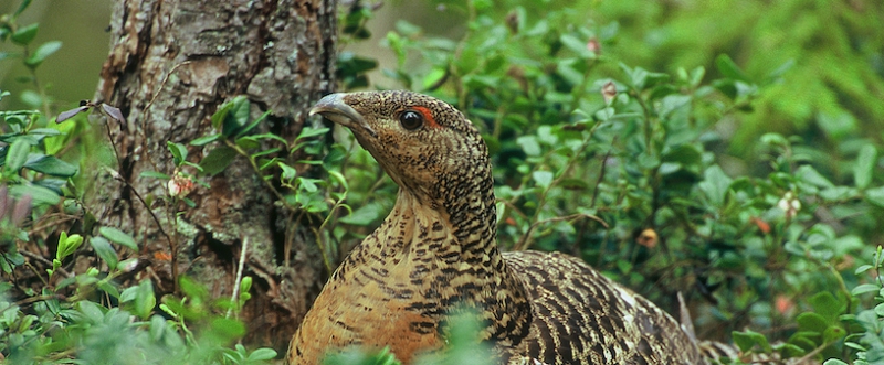 Tjäderfall prövas på nytt