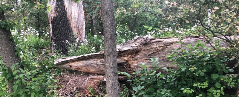 ”Skogsstyrelsen bör slopa nyckelbiotopsbegrepp”
