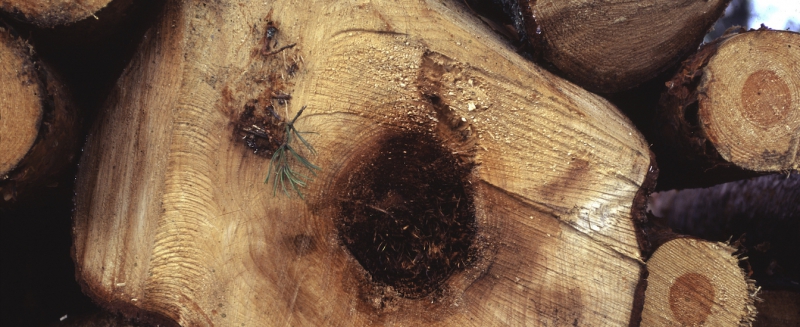 ”Miljardförluster utan klimatanpassat skogsbruk”