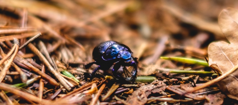 Insekter kan göra skog till kolkälla