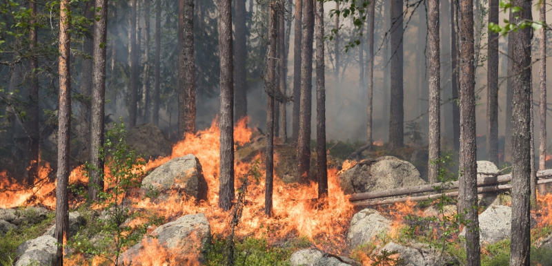Rekordbrand hjälper naturen