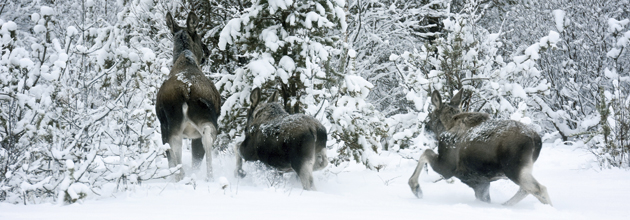Mer snö, mer betesskador