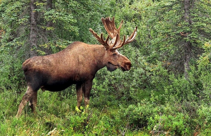 Slut på friden i klövviltsfrågan