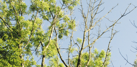 Låt döende askar stå