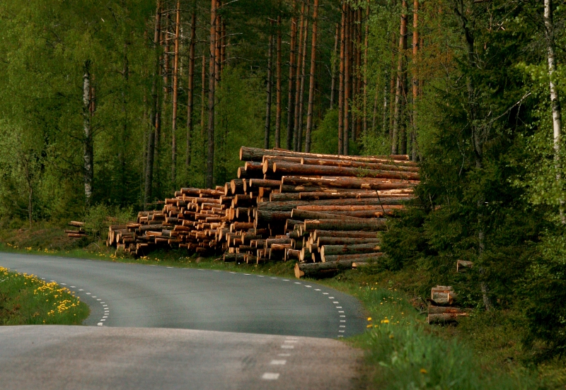 Undvik trafikfarliga virkesupplag