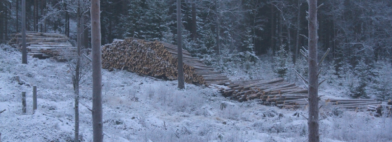 Decemberboom av anmälda avverkningar