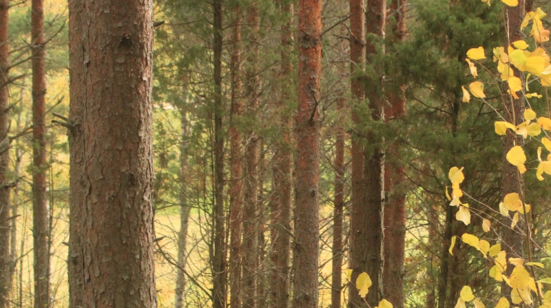 ”Det svenska skogsbruket påskyndar klimatproblemet”