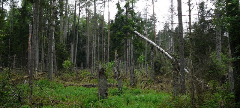 ”Låt hyggena bli nationalpark”