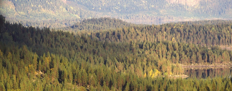 Vi vill fortsätta göra gott i skogen!