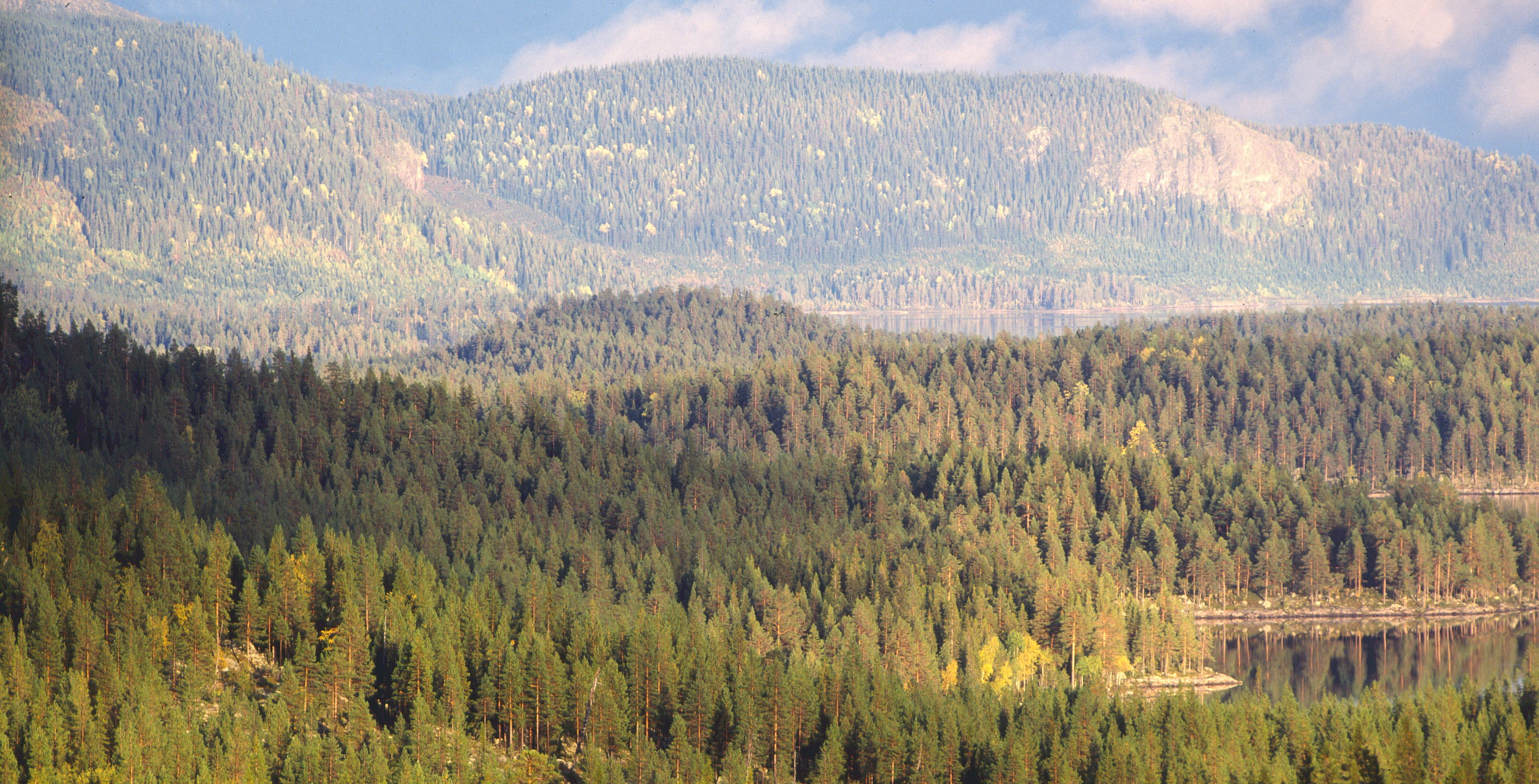 Sänkta priser på skogsmark i norr Skogen
