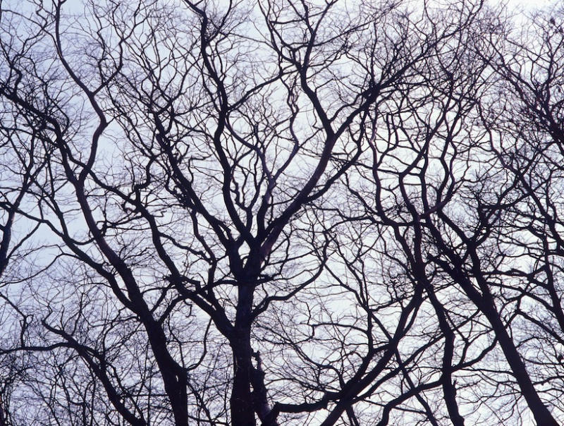 Fler sjuka almar på Gotland