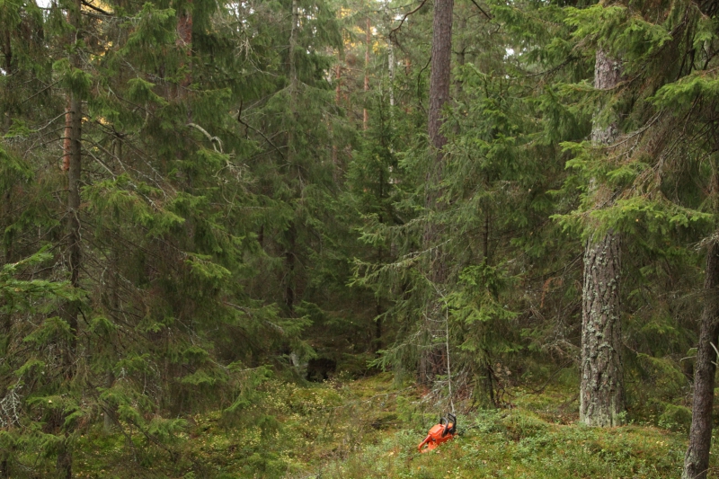Kan du allt om skog?