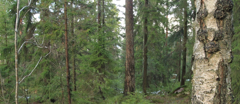 Stor ökning av skyddad skog