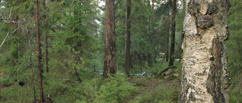 ”Är politikerna på rymmen från nationella skogsprogrammet?”